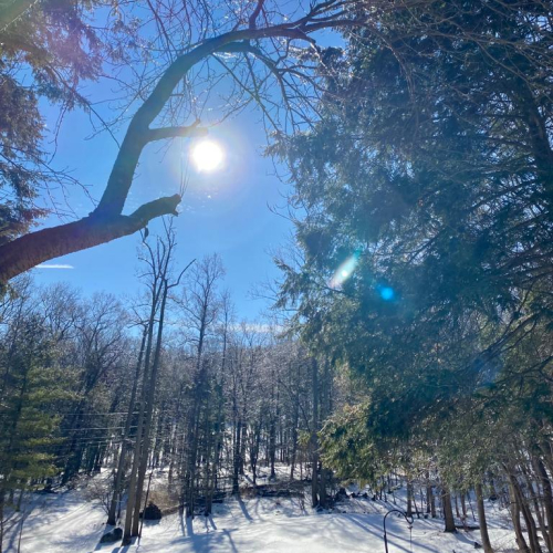 Forest bathing nyc