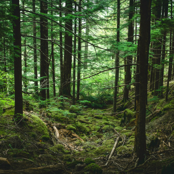 Japanese forest bathing